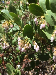 Arctostaphylos patula