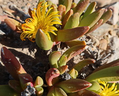 Glottiphyllum regium