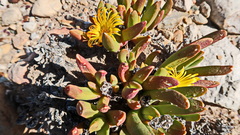 Glottiphyllum regium