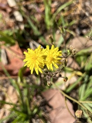 Hieracium megacephalon