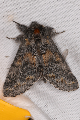 Banded Pebble Moth photo 5