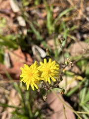 Hieracium megacephalon