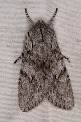 Egira crucialis