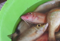 Pseudupeneus prayensis