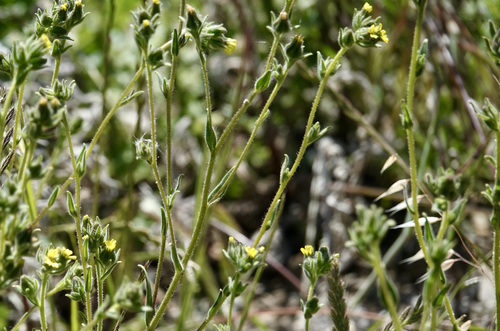 iNaturalist observation photo of grassy tarweed