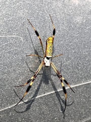 Trichonephila clavipes image