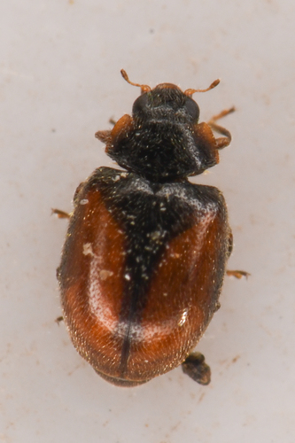 Conifer Lady Beetle photo 2