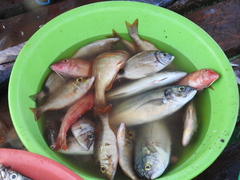 Pseudupeneus prayensis