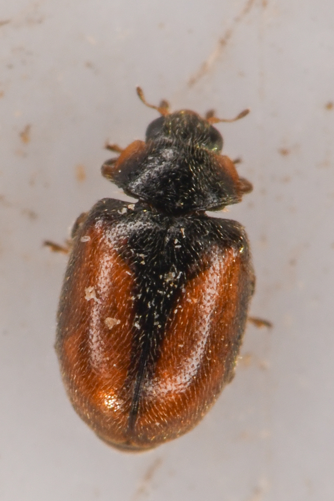 Conifer Lady Beetle