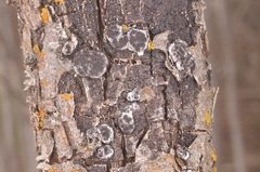 Entoleuca mammata
