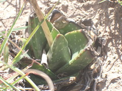 Gasteria nitida
