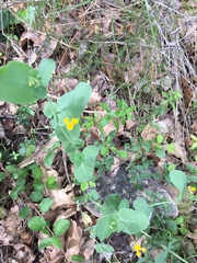 Coronilla scorpioides
