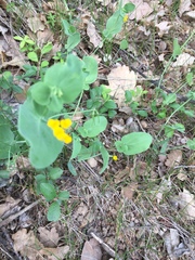 Coronilla scorpioides