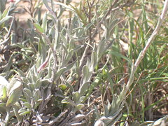 Achyranthemum affine