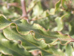 Pachycarpus dealbatus