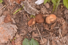Dumontinia tuberosa