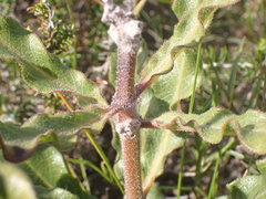 Pachycarpus dealbatus