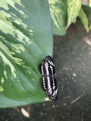 Neptis hylas