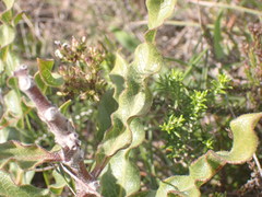 Pachycarpus dealbatus