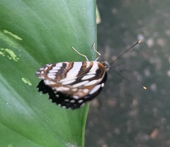 Neptis hylas