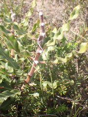 Pachycarpus dealbatus
