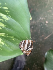 Neptis hylas