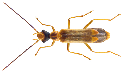 Malthinus flaveolus, photo 4 of 10