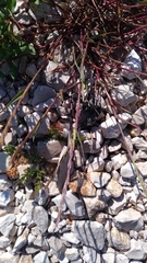 Lolium rigidum