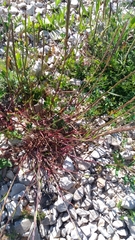 Lolium rigidum