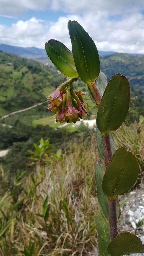 Epidendrum colombianum