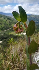 Epidendrum colombianum