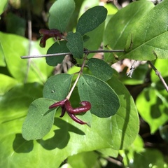 Phyllocoptes triacis