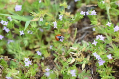 Coccinella septempunctata