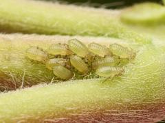 Periphyllus testudinaceus