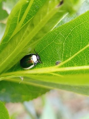 Asphaera albomarginata