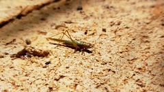 Conocephalus goianus