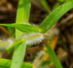Dichanthelium leibergii