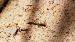 Conocephalus goianus