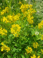 Trigonella corniculata