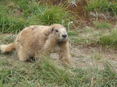 Marmota olympus