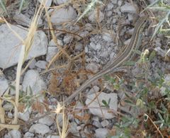 Ophisops elegans schlueteri