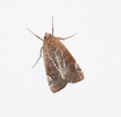 Hampsonodes mastoides