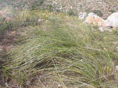 Bobartia orientalis