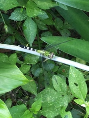 Erythemis simplicicollis image