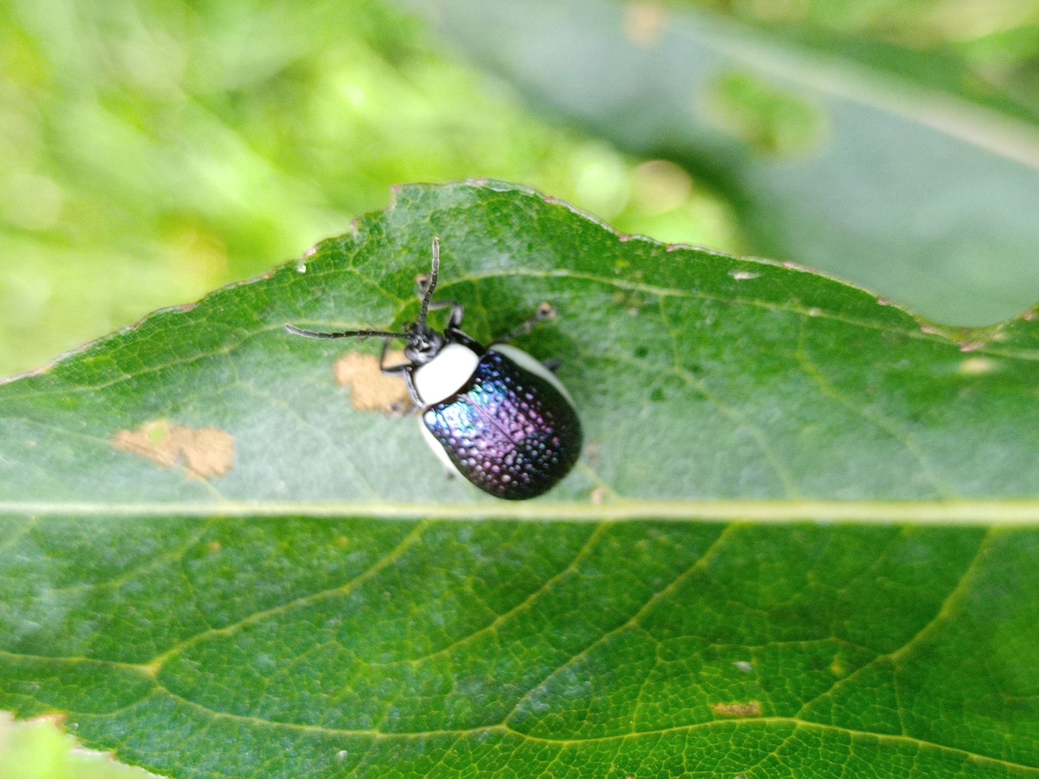Chrysomelidae image