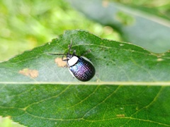 Asphaera albomarginata