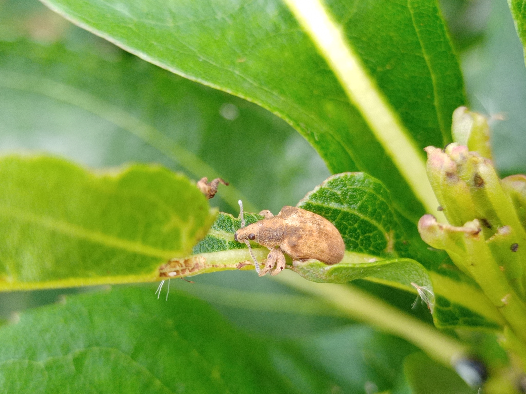 Gonipterus platensis image