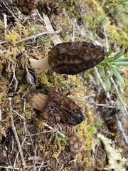 Morchella angusticeps