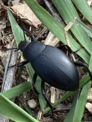 Eleodes fusiformis