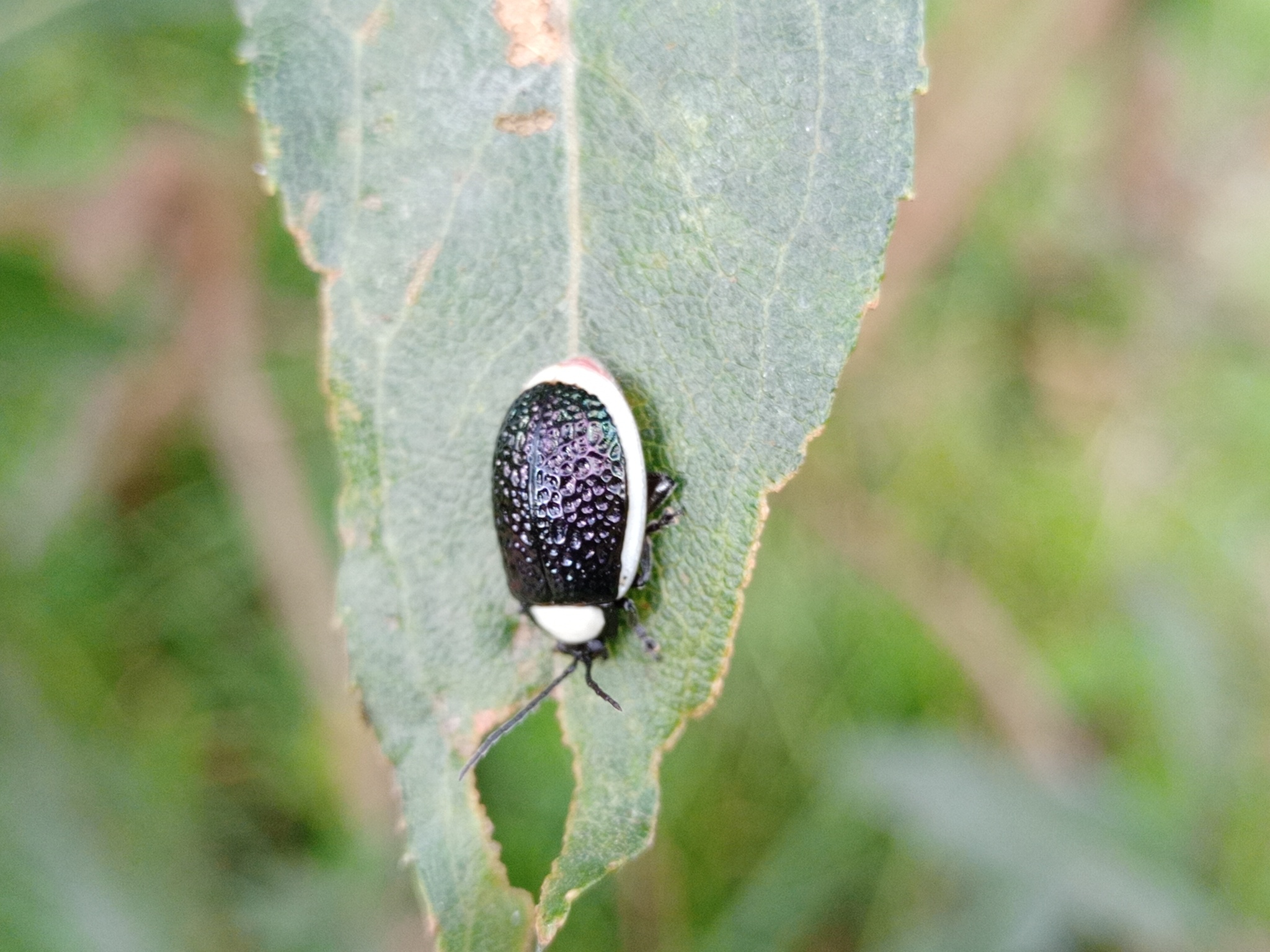 Chrysomelidae image